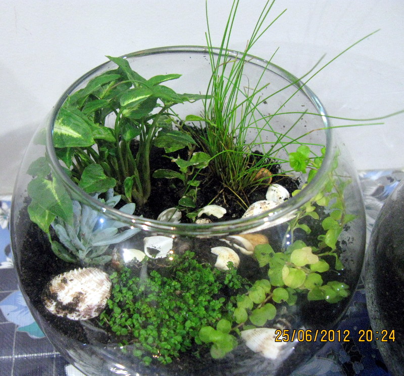 A terrarium using five different varieties of plants..