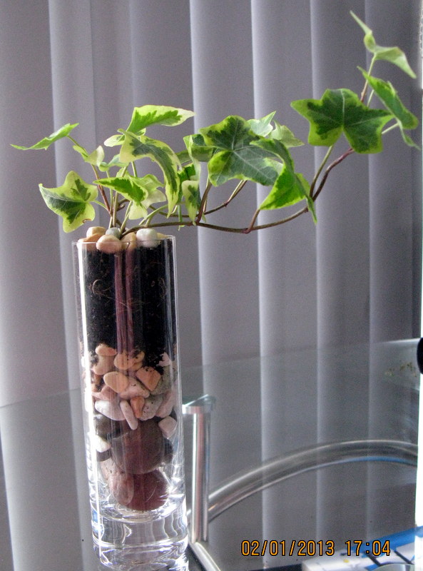 Ivy planted in a slim tall glass..