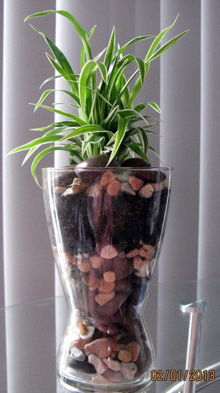 Chlorophytum in a glass vase...