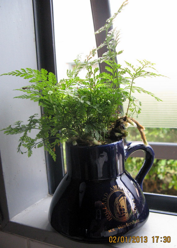 A fern in a jug of water...no soil at all...